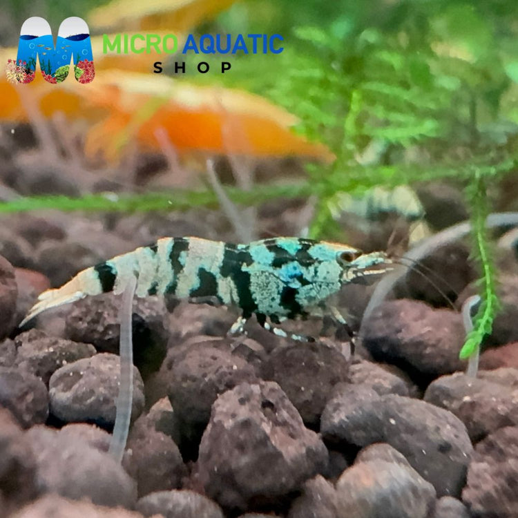Caridina Shrimp - Blue Tiger 1cm Micro Aquatic Shop