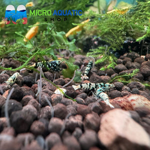 Caridina Shrimp - Blue Tiger 1cm Micro Aquatic Shop