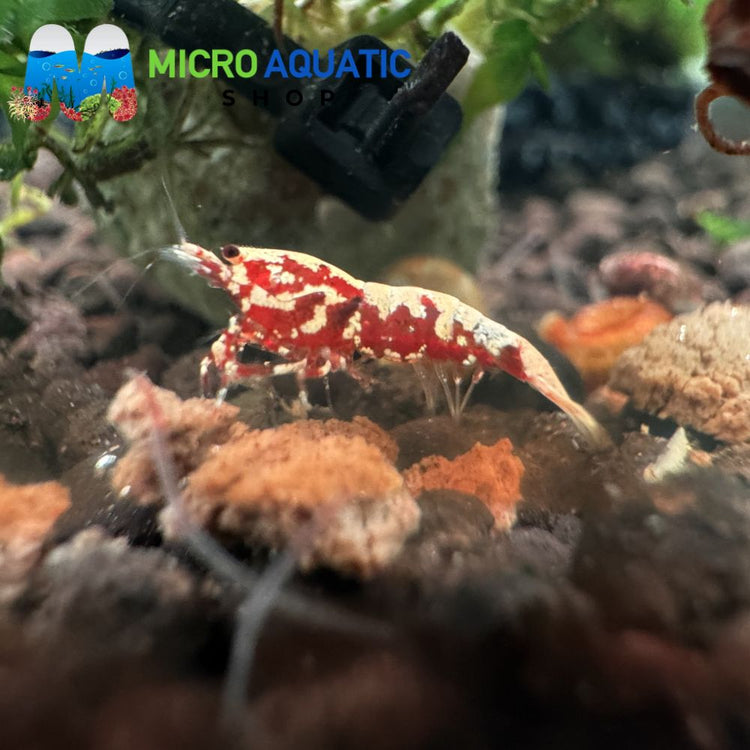 Caridina Shrimp - Red Boa 1cm Micro Aquatic Shop