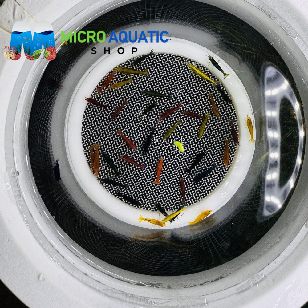 Cherry Shrimp - Mix Color Adult 2-2.5cm Micro Aquatic Shop