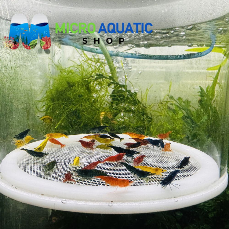 Cherry Shrimp - Mix Color Adult 2-2.5cm ( Limited Time Only ) Micro Aquatic Shop