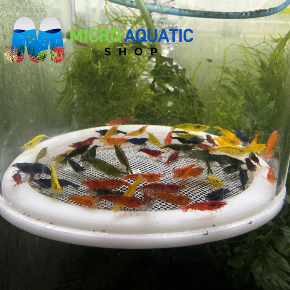 Cherry Shrimp - Mix Color Adult 2-2.5cm ( Limited Time Only ) Micro Aquatic Shop