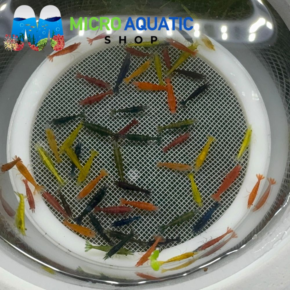 Cherry Shrimp - Mix Color Adult 2-2.5cm ( Limited Time Only ) Micro Aquatic Shop