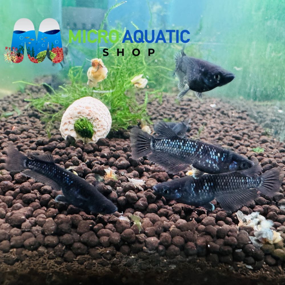 Japanese rice fish - Celestial Star Light 2cm Micro Aquatic Shop