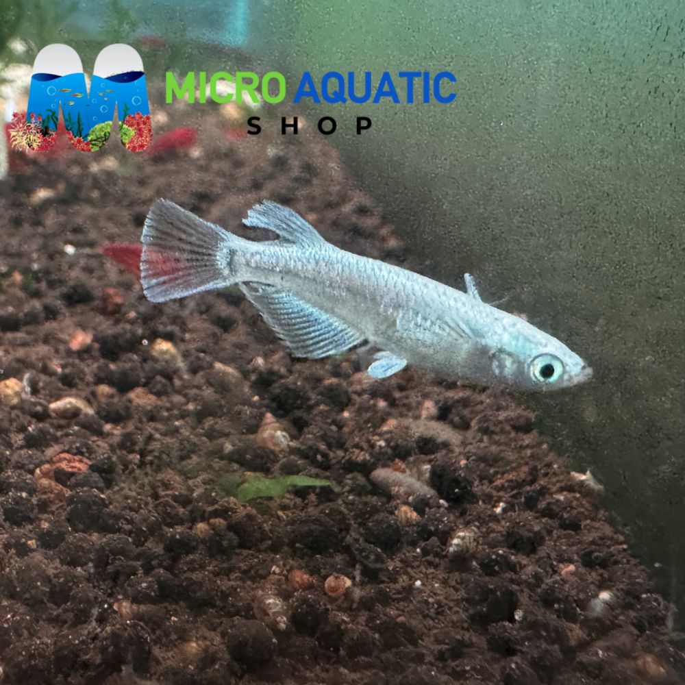 Japanese rice fish - Marriage Kissing Fin Medaka 2cm Micro Aquatic Shop