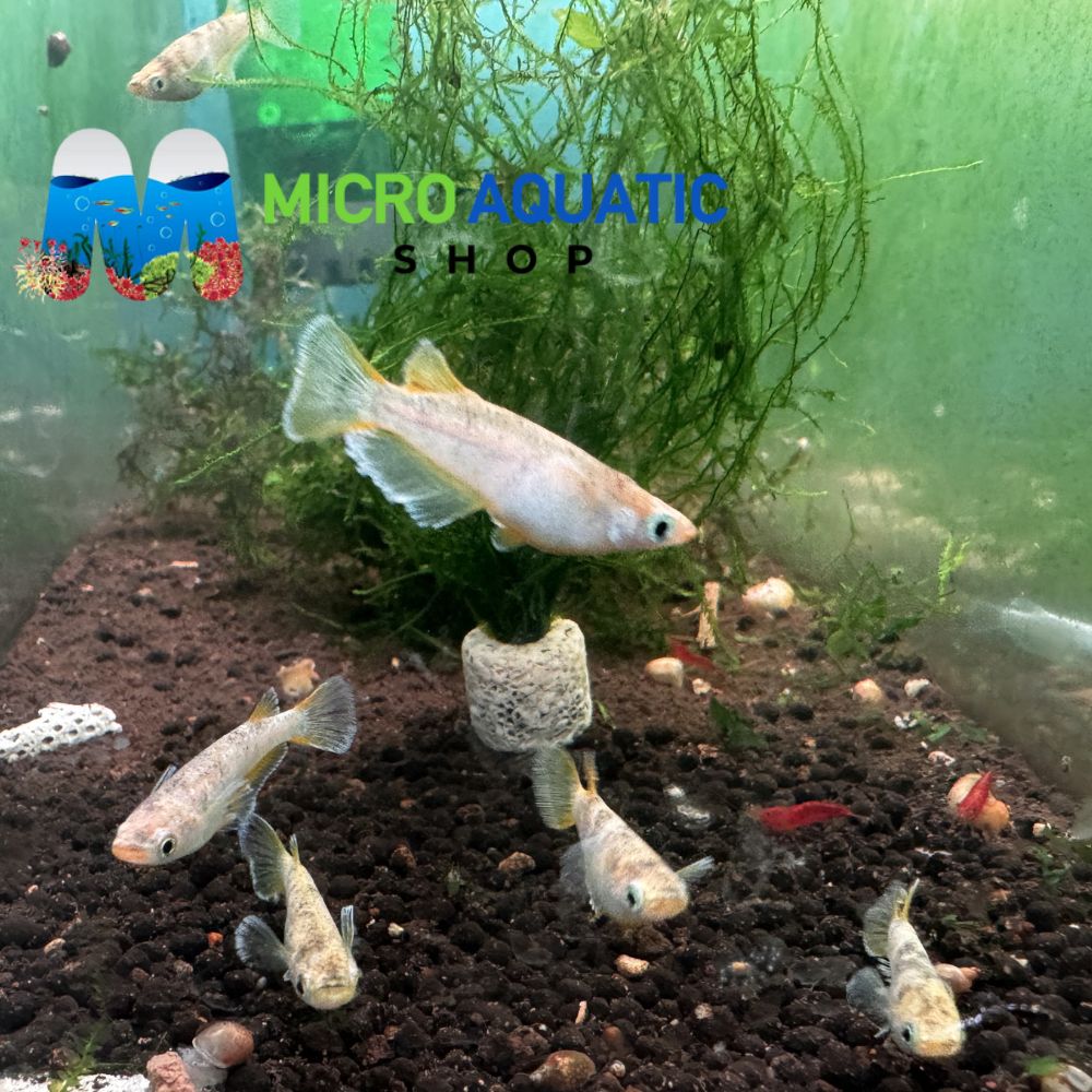 Japanese rice fish - Serpent Ink Dance Medaka 2cm Micro Aquatic Shop