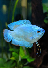 Dwarf Coral Blue Gourami - Trichogaster Lalius