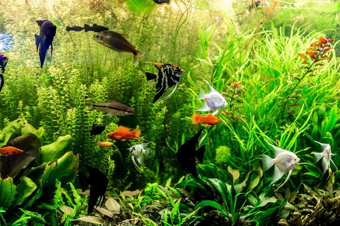 Boost Color - Sinking Tropical Fish Food
