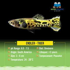 Endler -Tiger