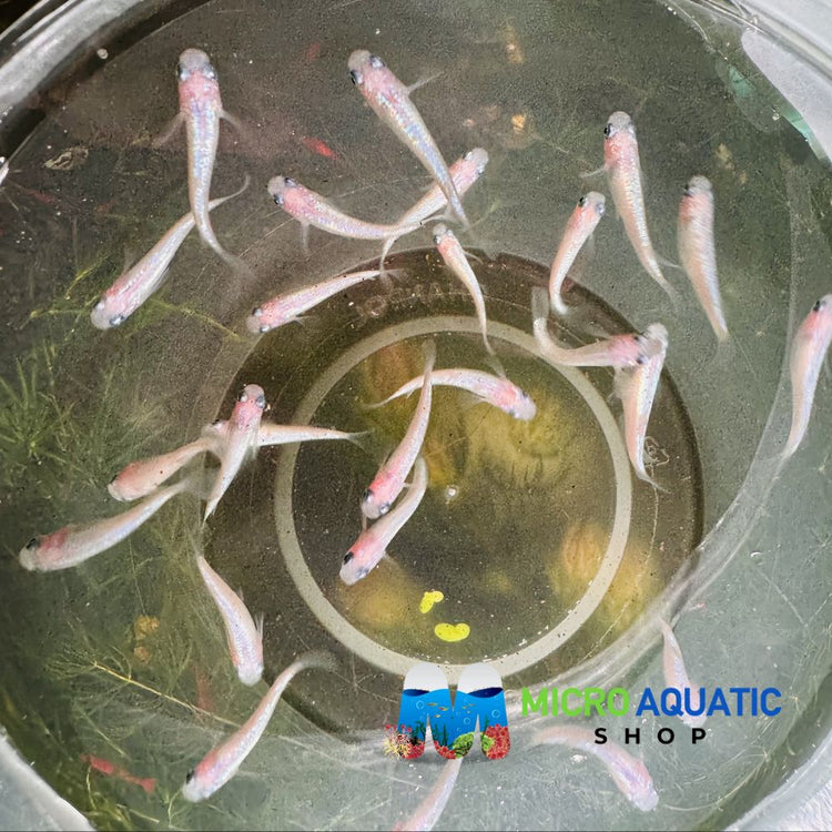 Japanese rice fish - Pinky Neptune Medaka 2cm Micro Aquatic Shop