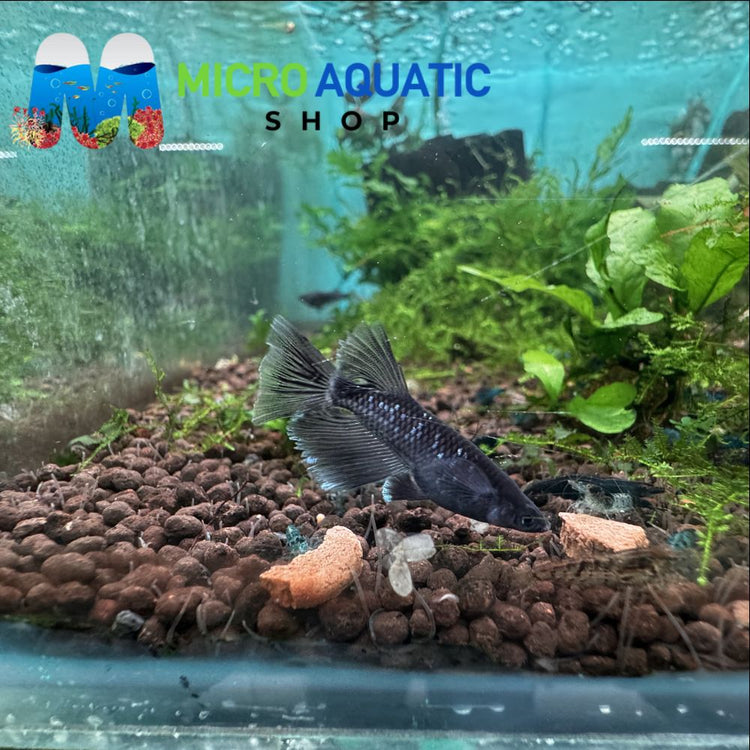 Japanese rice fish - Celestial Star Light Long Fin Medaka 3cm Micro Aquatic Shop
