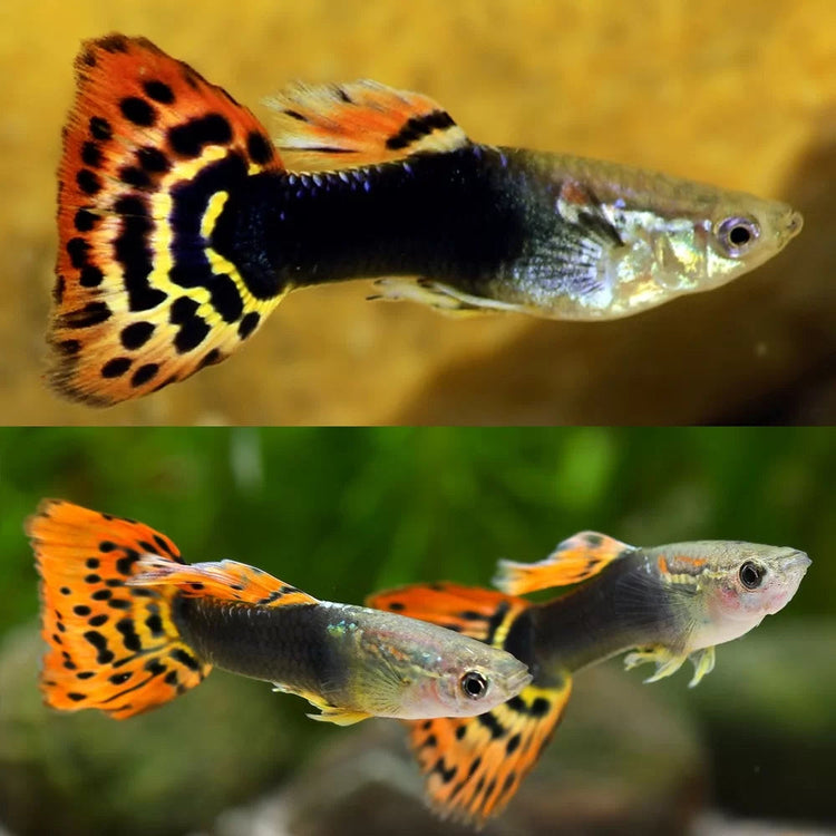 Guppy - Dragon Head Micro Aquatic Shop