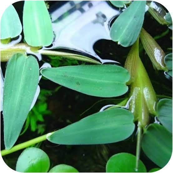 Hygroryza aristata - Floating Water Bamboo Micro Aquatic Shop