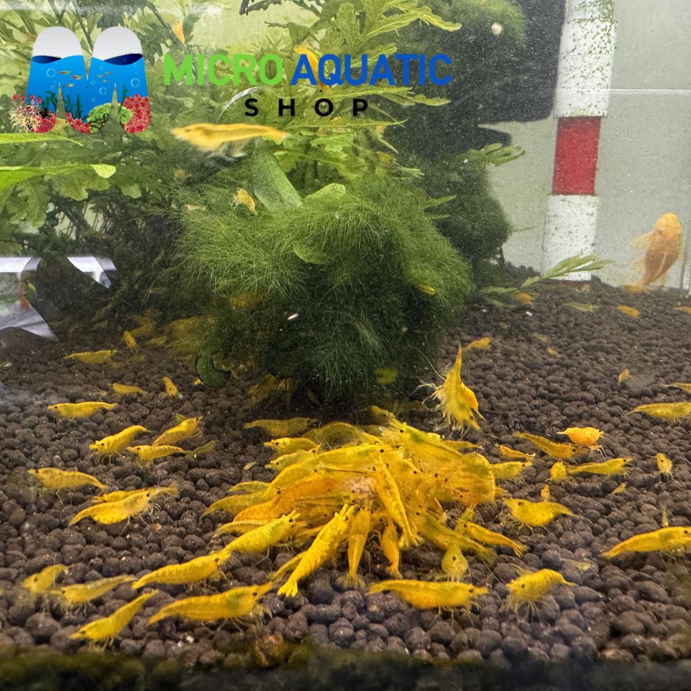 Cherry Shrimp - Yellow 1cm Micro Aquatic Shop