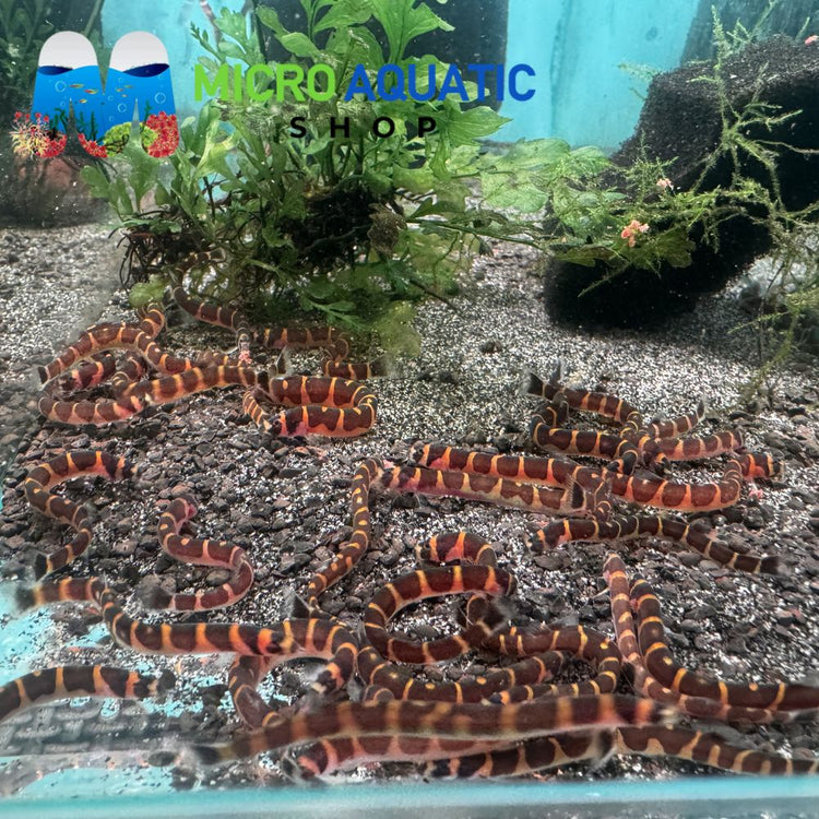 Kuhli Loach - Pangio Kuhlii Stripe 5cm Micro Aquatic Shop
