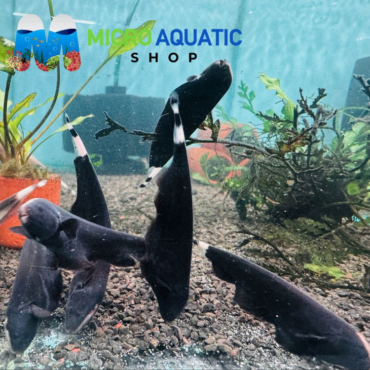 Ghost Knife 7.5cm Micro Aquatic Shop