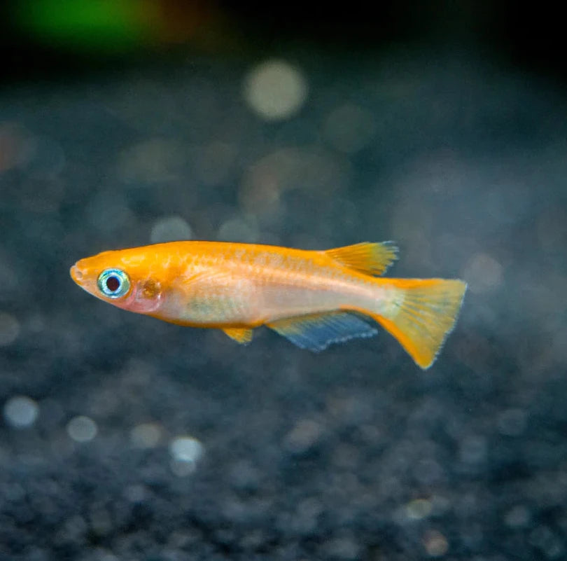 Japanese rice fish - Youkihi Medaka 2cm Micro Aquatic Shop