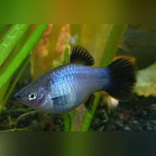 Platies - Neon Blue Wag Tail 2cm