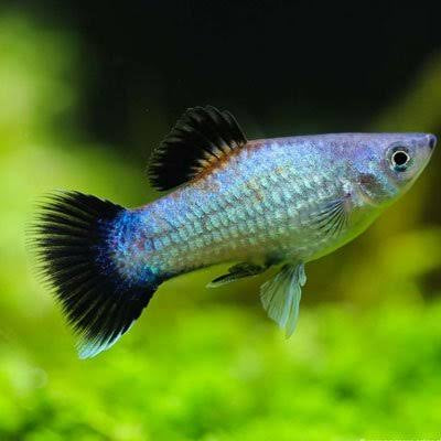 Platies - Neon Blue Wag Tail 2cm