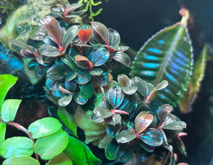Bucephalandra - Mini Neo Port Aquatic