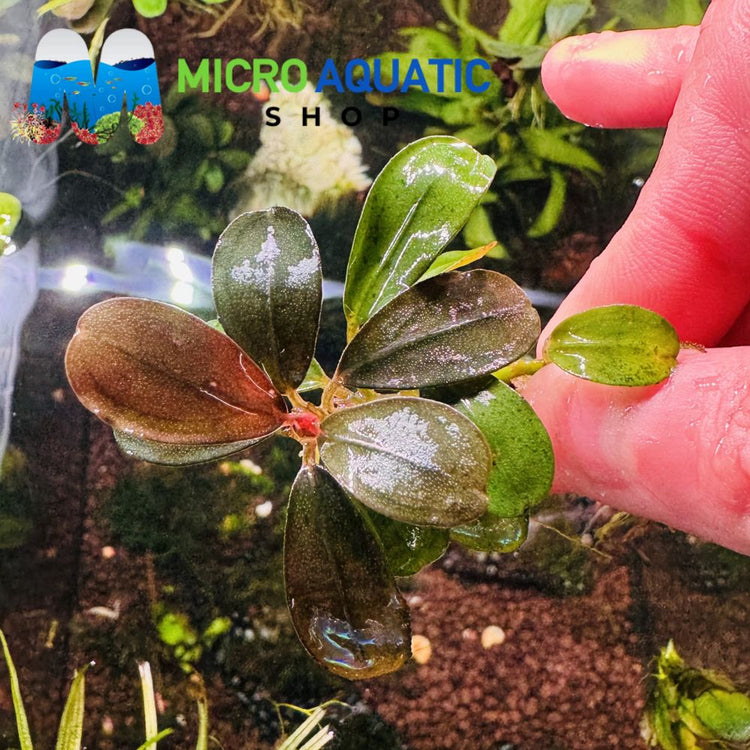 Bucephalandra - Helena sp Oval Mini Micro Aquatic Shop