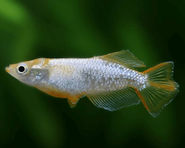 Japanese rice fish - Tumuki Medaka 4cm Micro Aquatic Shop