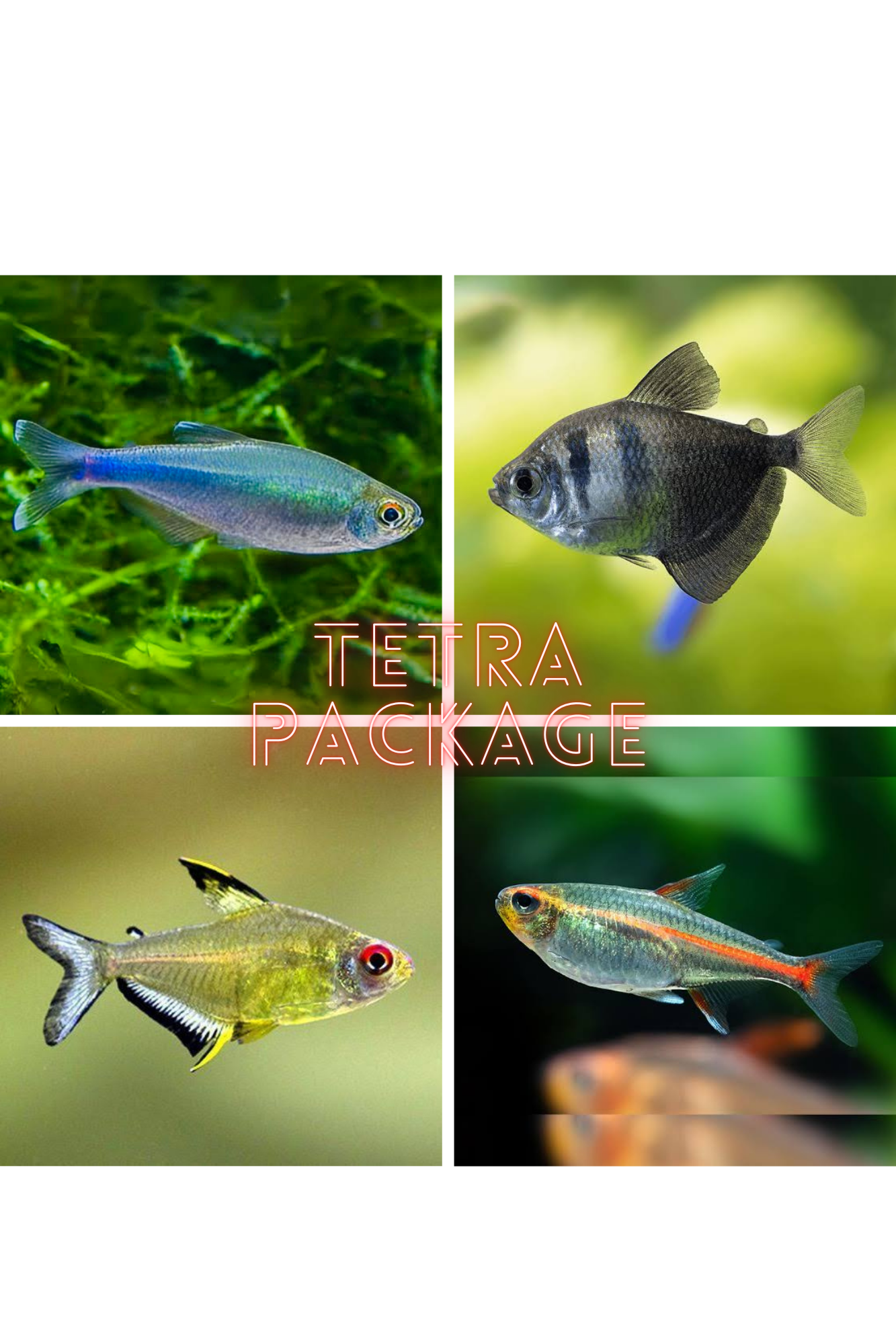 *New* 24 x Tetra Starter Package 2