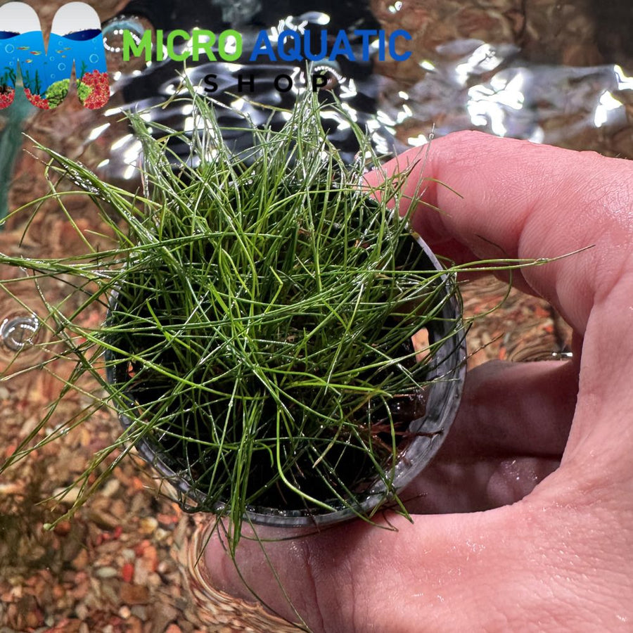 HairGrass - eleocharis belem
