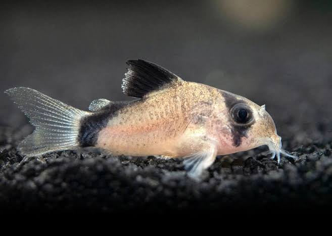 Corydoras Metae - Bandit Catfish