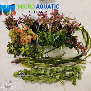 Aquascape Starter Bundle 3 Micro Aquatic Shop