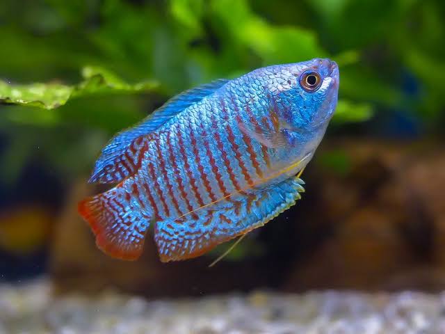 Dwarf Neon Blue Gourami - Trichogaster Lalius