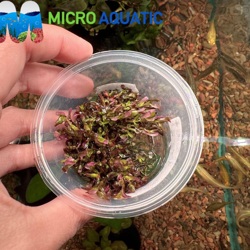 Tissue Culture - Rotala Bloodii “ Blood Red” Micro Aquatic Shop