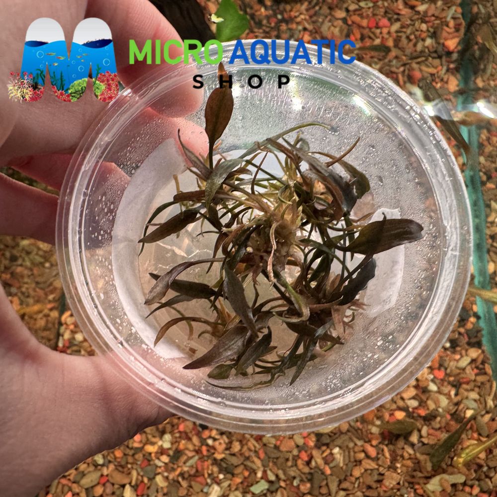 Tissue Culture - Cryptocoryne axelrodi Aquadepot