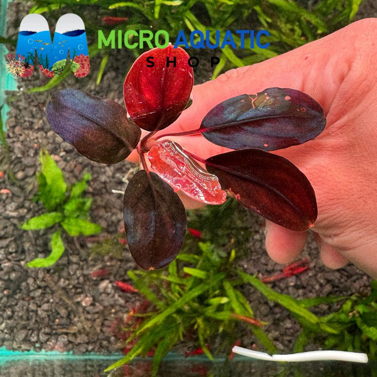 Bucephalandra - Violet Blossom Micro Aquatic Shop