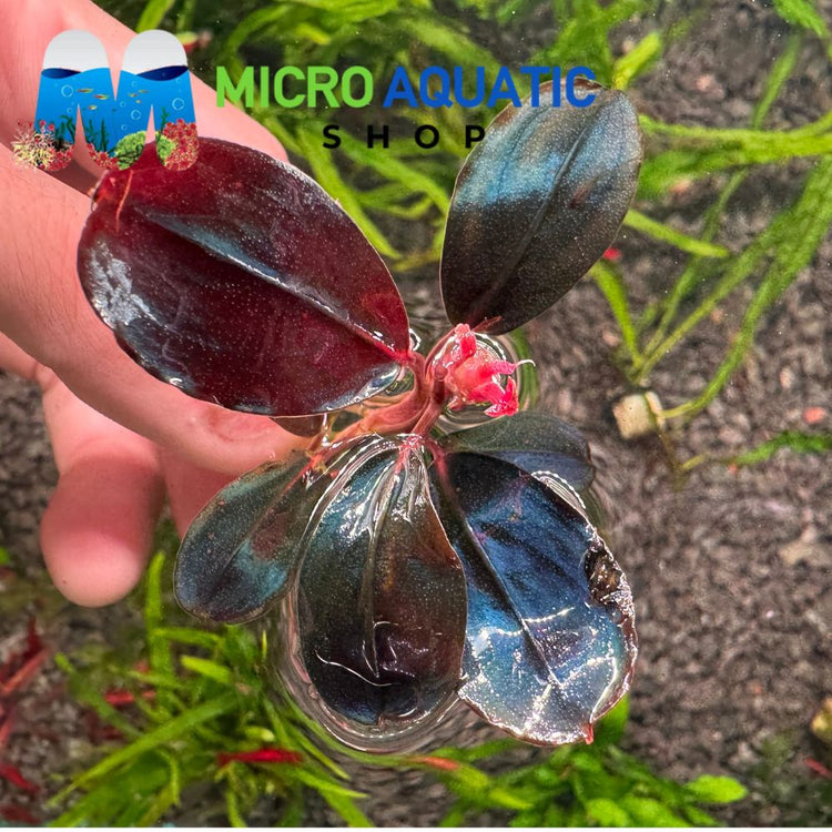 Bucephalandra - Moonlight Micro Aquatic Shop