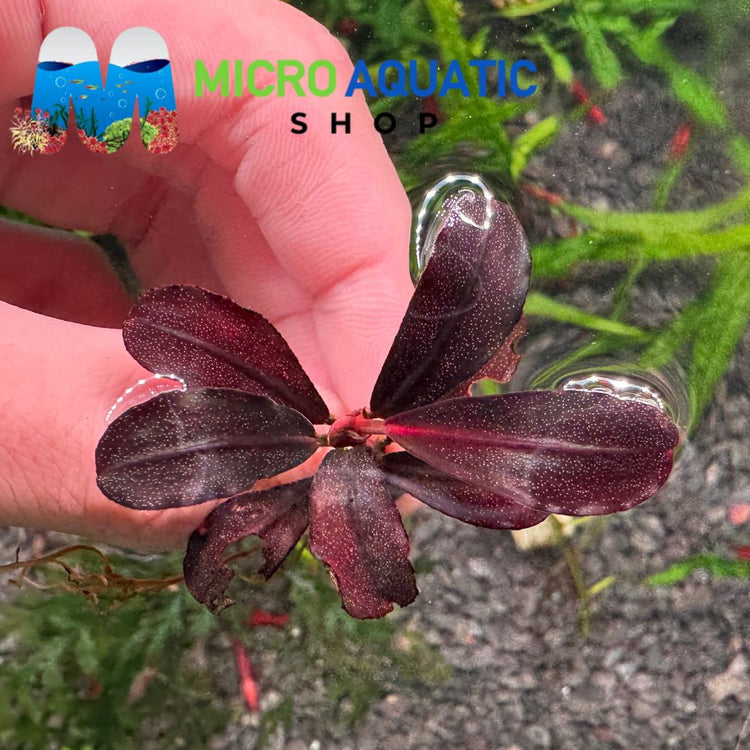Bucephalandra - Dracula Micro Aquatic Shop