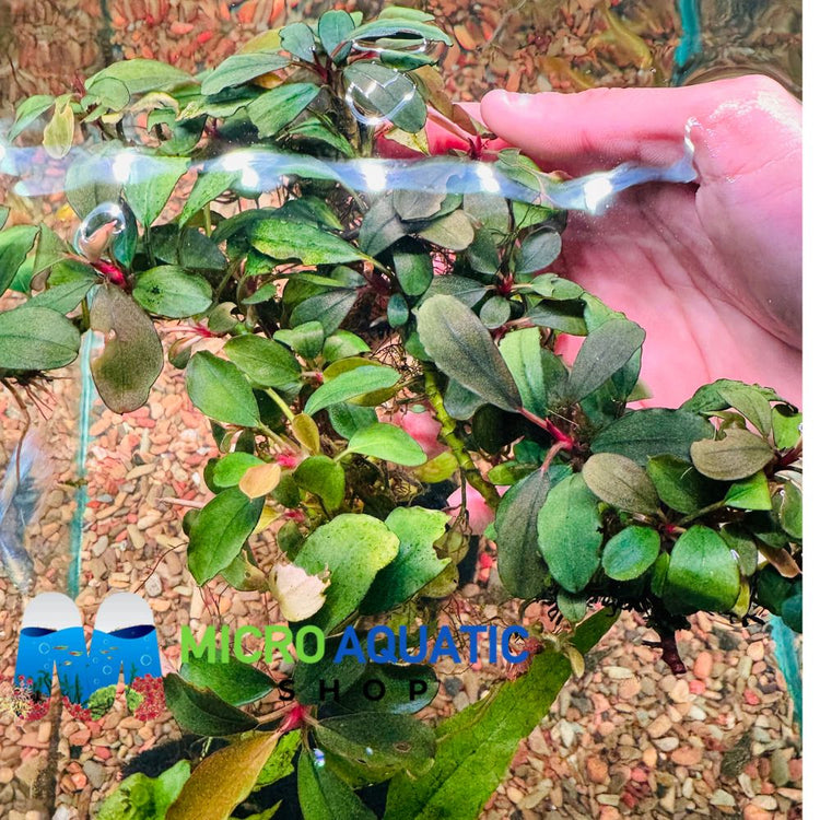 Bucephalandra - Melon Port Aquatic