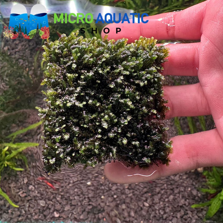 Moss - Us Fissident Mini Micro Aquatic Shop