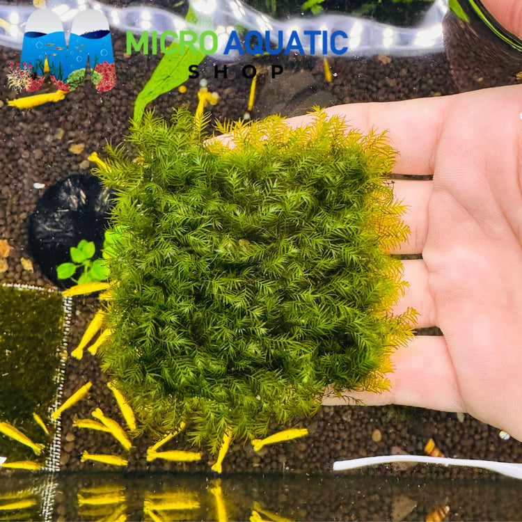 Fissidens fontanus - Phoenix Moss aka Us fissident Micro Aquatic Shop