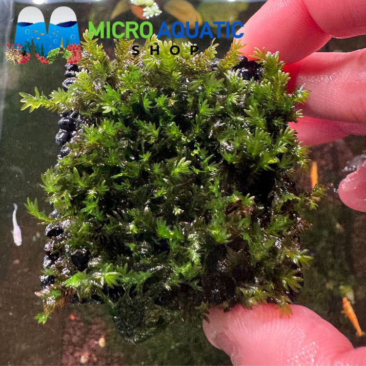 Rare Moss - Fissidens Nobilis Liverpool Creek