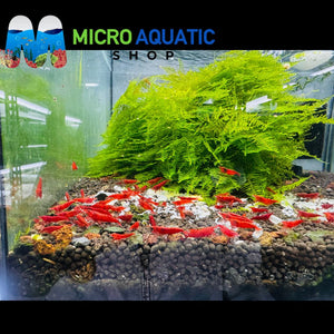 Premium Cherry Shrimp Tri Color Pack - 30 Shrimps (Yellow/ Fire Red/Blue Diamond) Micro Aquatic Shop
