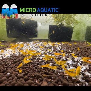 Premium Cherry Shrimp Tri Color Pack - 30 Shrimps (Yellow/ Fire Red/Blue Diamond) Micro Aquatic Shop