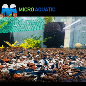 Premium Cherry Shrimp Tri Color Pack - 30 Shrimps (Yellow/ Fire Red/Blue Diamond) Micro Aquatic Shop