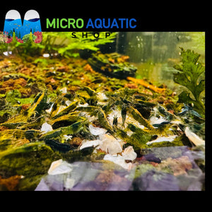Premium Cherry Shrimp Tricolor Pack - 30 Shrimps (2) Micro Aquatic Shop