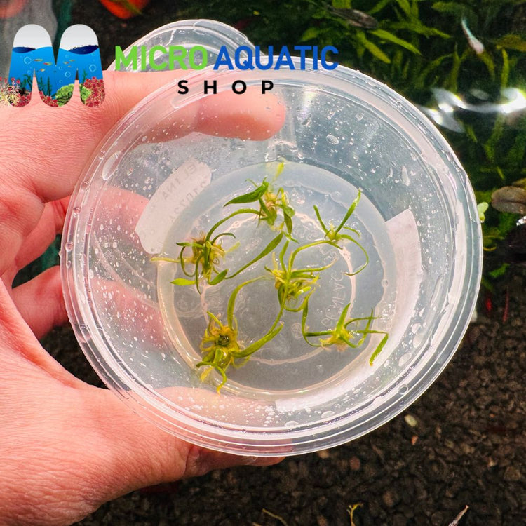 Tissue Culture - Cryptocoryne Parva
