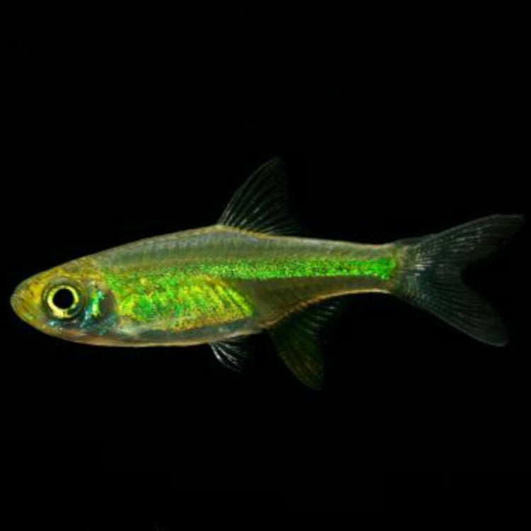 Rare Rasbora - Green Kubotai 1cm