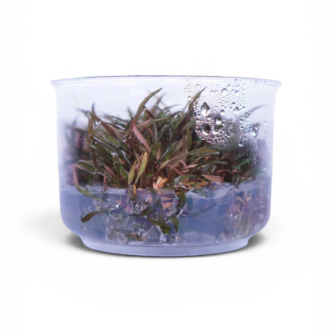 Tissue Culture - Cryptocoryne axelrodi Aquadepot