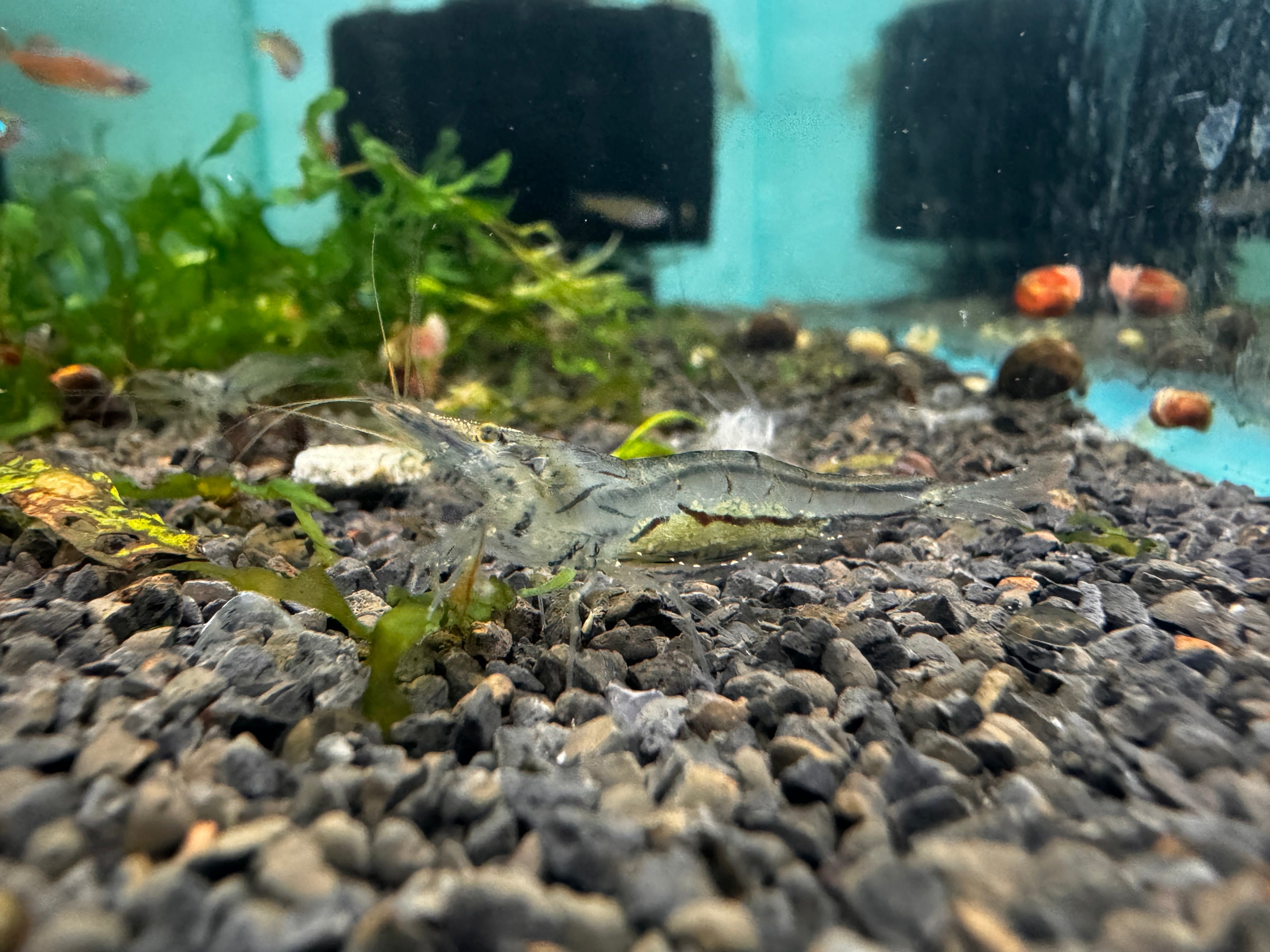 *New* NQ Algae Eating Shrimp Type 2 2-3cm Big Size
