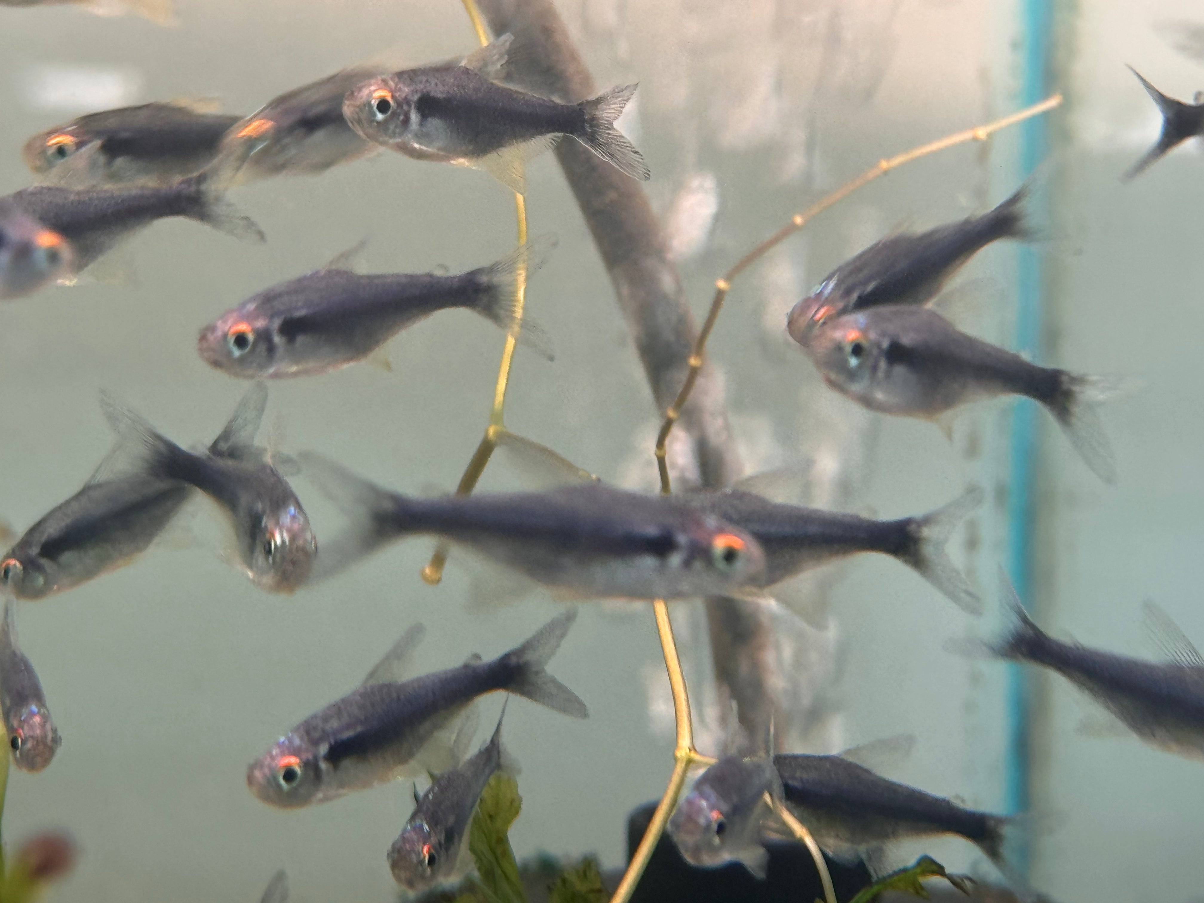 Tetra - Diamond Black Neon Tetra 2-3cm