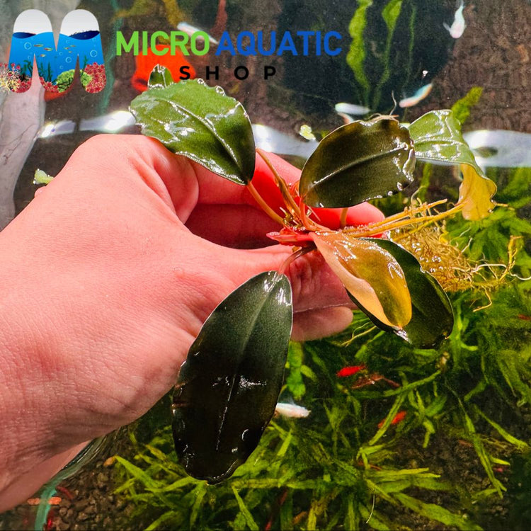 Bucephalandra- Gold Melon